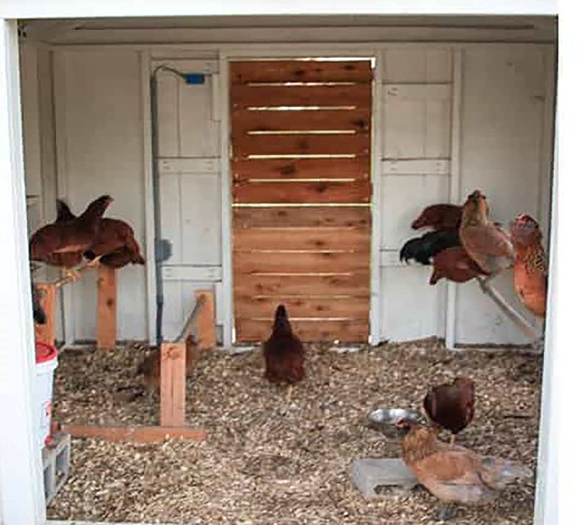 Large Chicken Coop & Run Plans Chicken Coop Build Plan Etsy