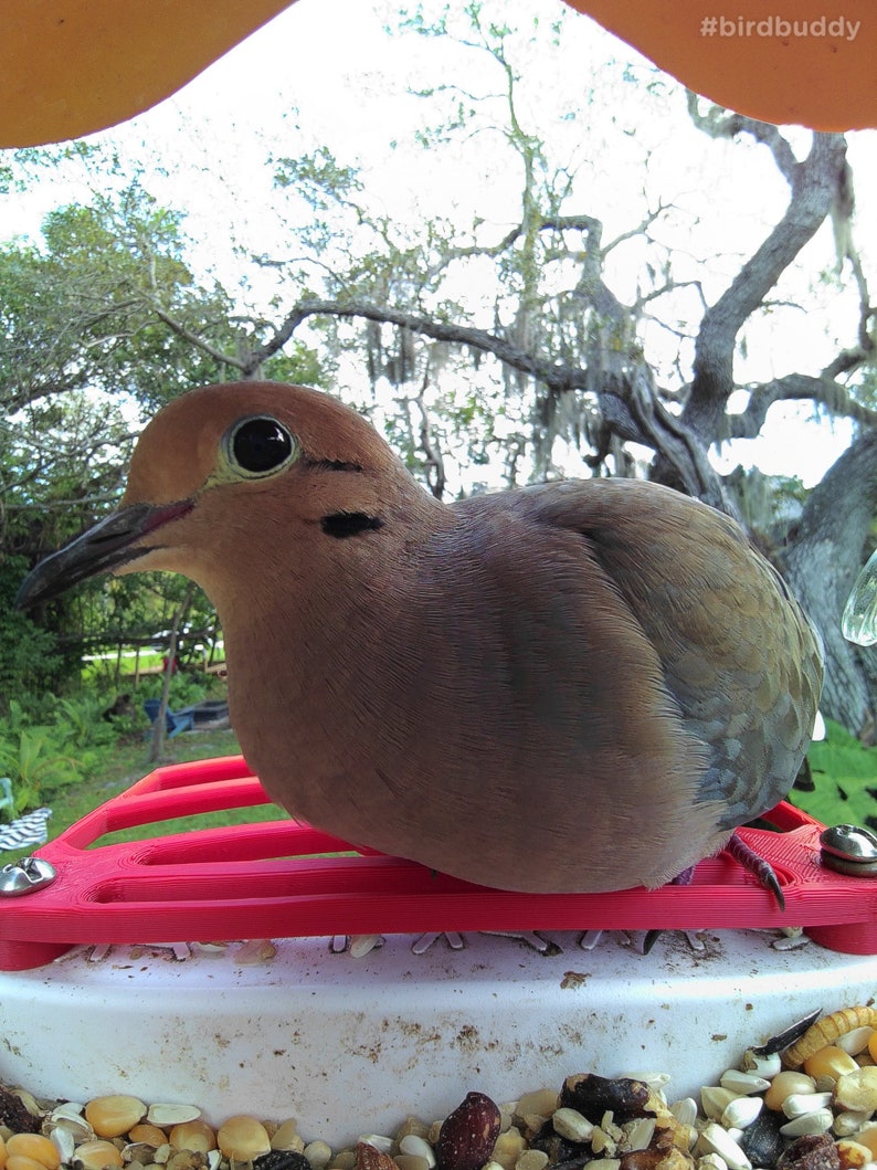 Bird Buddy Perch With Built in Hummingbird Feeder Etsy