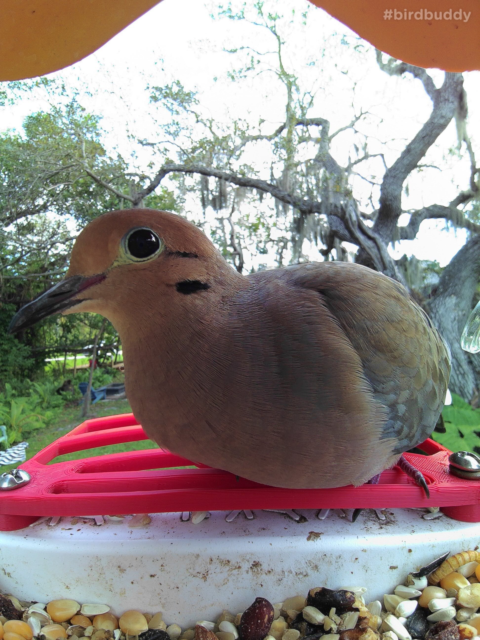 Bird Buddy Perch With Built in Hummingbird Feeder Etsy