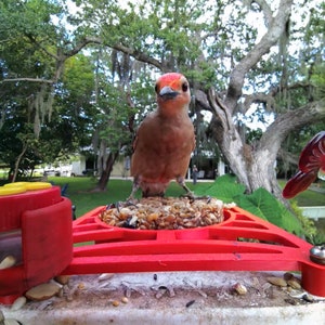 Bird buddy perch with integrated seed cake holder. Holds WBU Wild Birds Unlimited Stackables sized seed and suet cakes. image 6