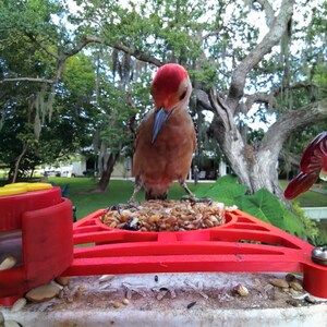 Bird buddy perch with integrated seed cake holder. Holds WBU Wild Birds Unlimited Stackables sized seed and suet cakes. image 5