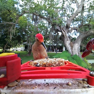 Bird buddy perch with integrated seed cake holder. Holds WBU Wild Birds Unlimited Stackables sized seed and suet cakes. image 7