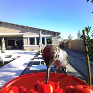 May include: A hummingbird drinking from a red bird feeder with flower-shaped feeding ports. The feeder is filled with nectar. The background includes a house, patio, and a clear blue sky. The text "Birdbuddy" is in the upper left corner.