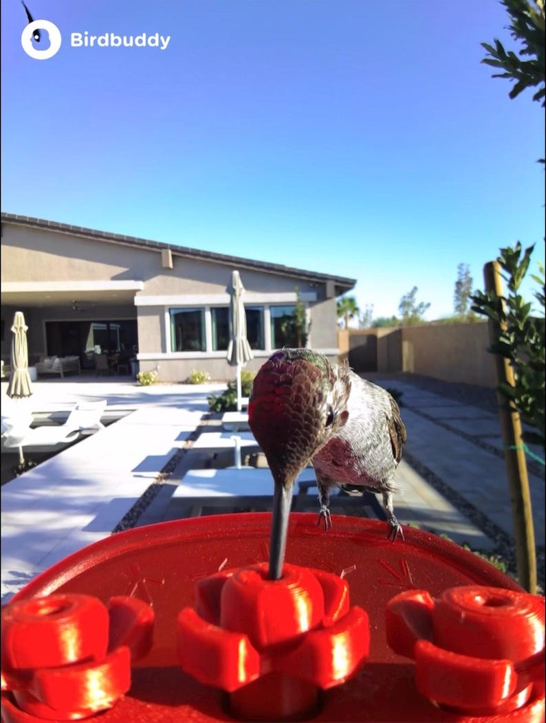 May include: A hummingbird drinking from a red bird feeder with flower-shaped feeding ports. The feeder is filled with nectar. The background includes a house, patio, and a clear blue sky. The text "Birdbuddy" is in the upper left corner.