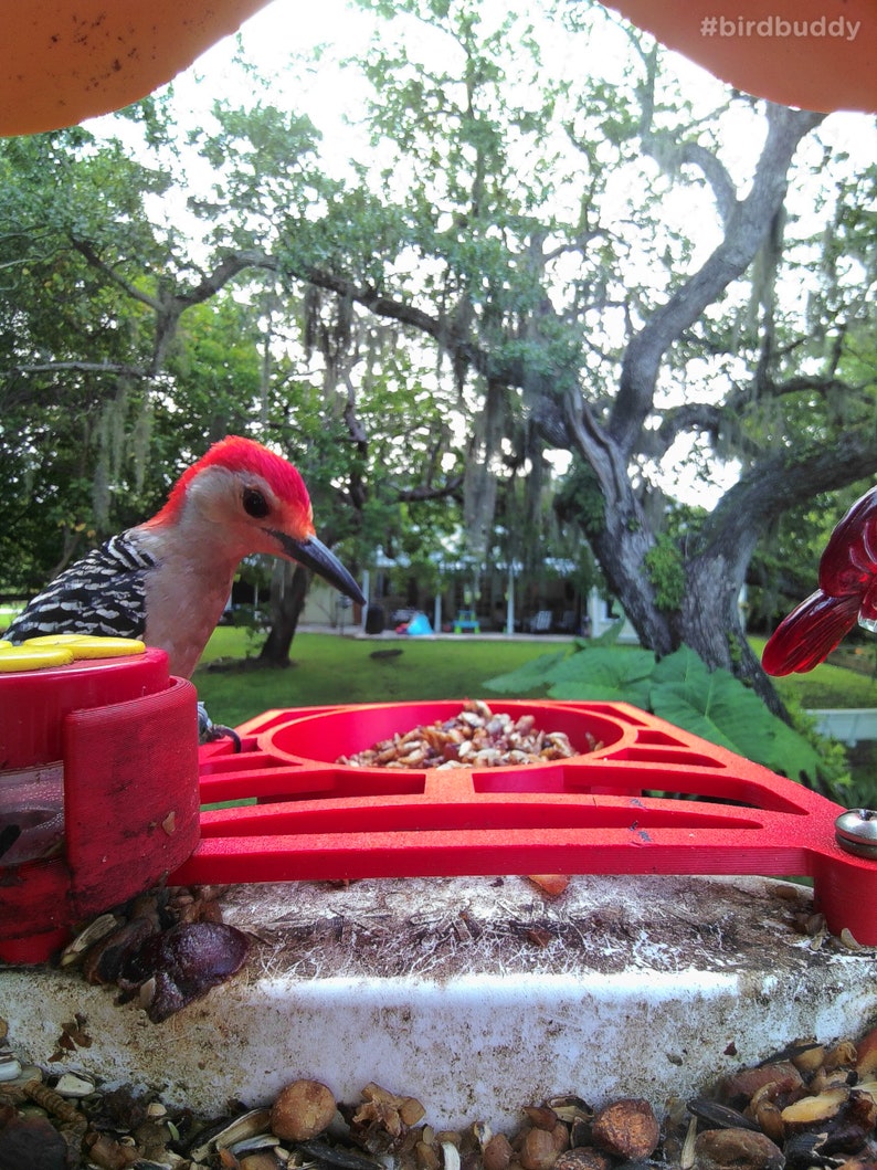 Bird buddy perch with integrated seed cake holder. Holds WBU Wild Birds Unlimited Stackables sized seed and suet cakes. image 9