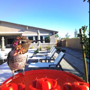 May include: A hummingbird perched on a red bird feeder with three flower-shaped feeding ports. The bird has iridescent feathers and a long beak. The feeder is on a table, with a house and sun loungers in the background. The sky is clear blue.