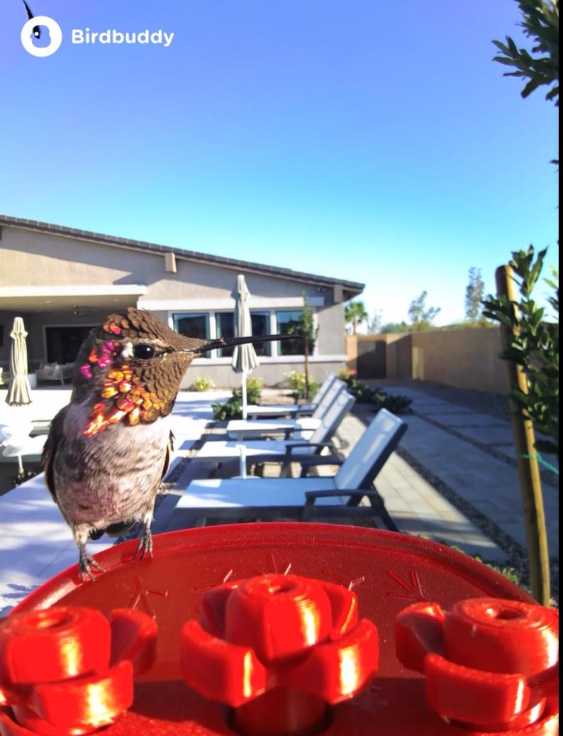 May include: A hummingbird perched on a red bird feeder with three flower-shaped feeding ports. The bird has iridescent feathers and a long beak. The feeder is on a table, with a house and sun loungers in the background. The sky is clear blue.