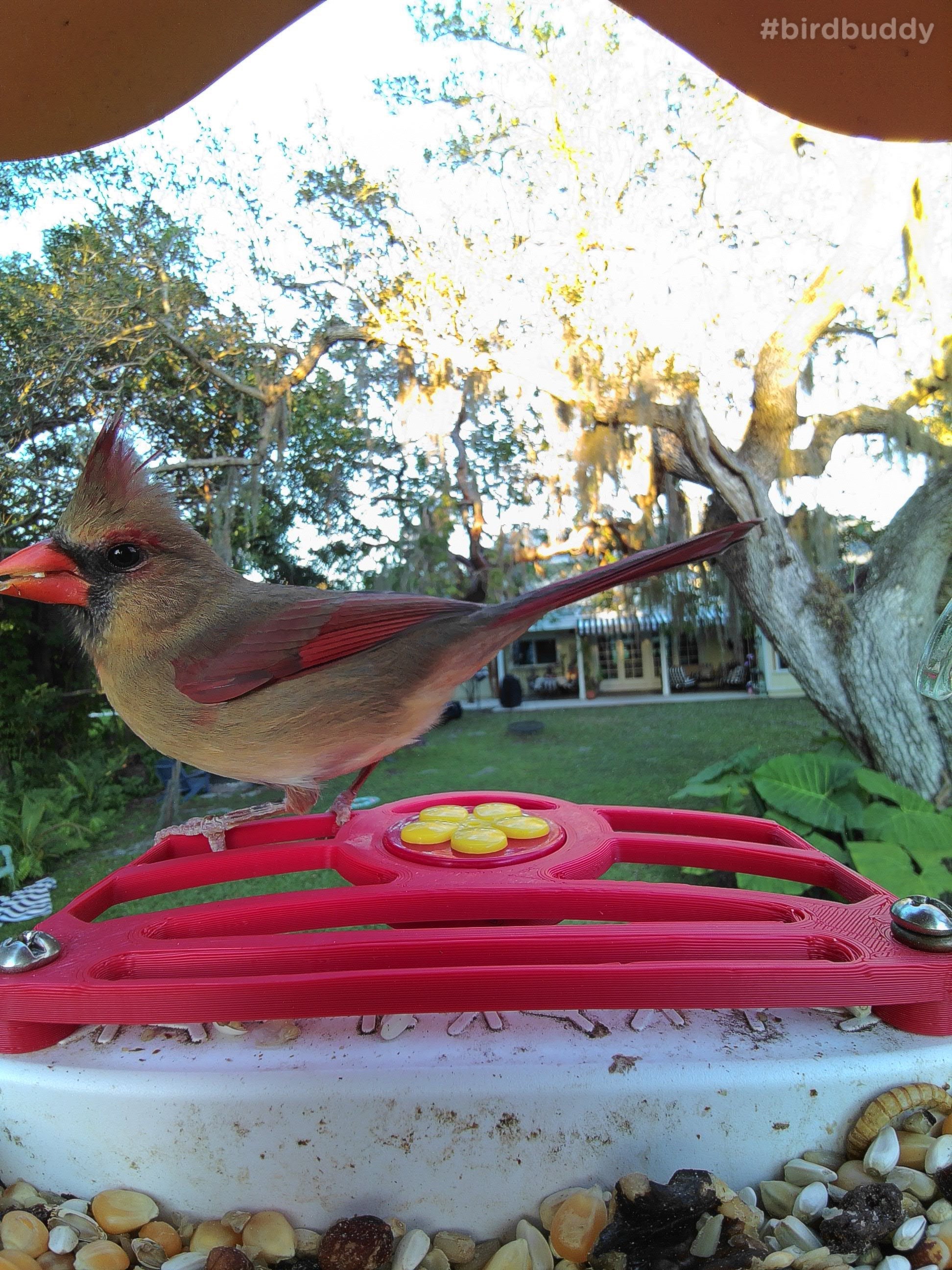 Bird Buddy Perch With Built in Hummingbird Feeder Etsy
