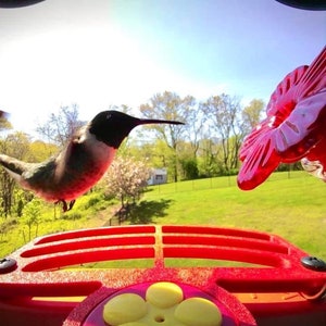 Comedero para colibríes de cristal Bird Buddy que se monta en la percha Bird Buddy imagen 2