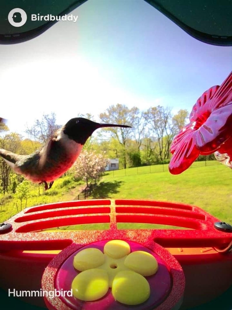 Comedero para colibríes de cristal Bird Buddy que se monta en la percha Bird Buddy imagen 2