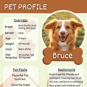 Factsheet over adoptie van honden Canva-sjabloon, dierenasiel, huisdieradoptie, huisdierprofiel, pleeghondbio, dierenredding, flyer