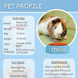 Factsheet over adoptie van kleine huisdieren canvassjabloon, dierenasiel, adoptie cavia, hamsterprofiel pleegkonijn bio konijn redding