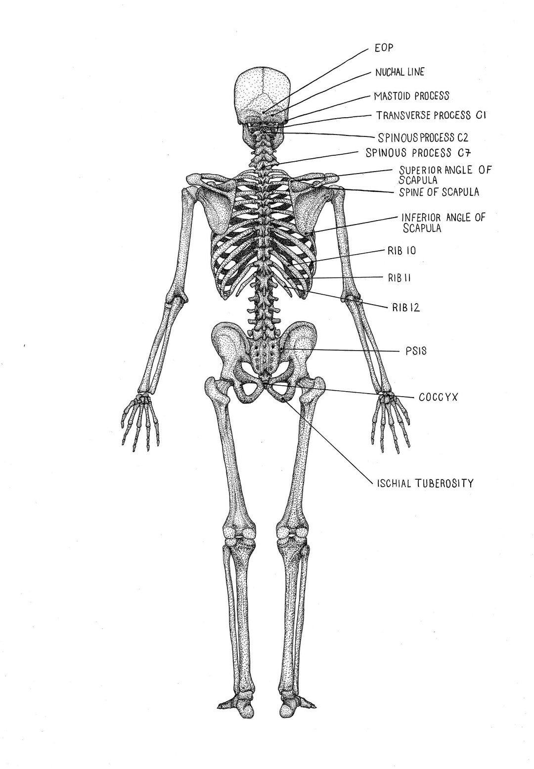 Posterior Skeleton labelled Human Anatomy Prints Clinically Accurate ... Biology Diagrams