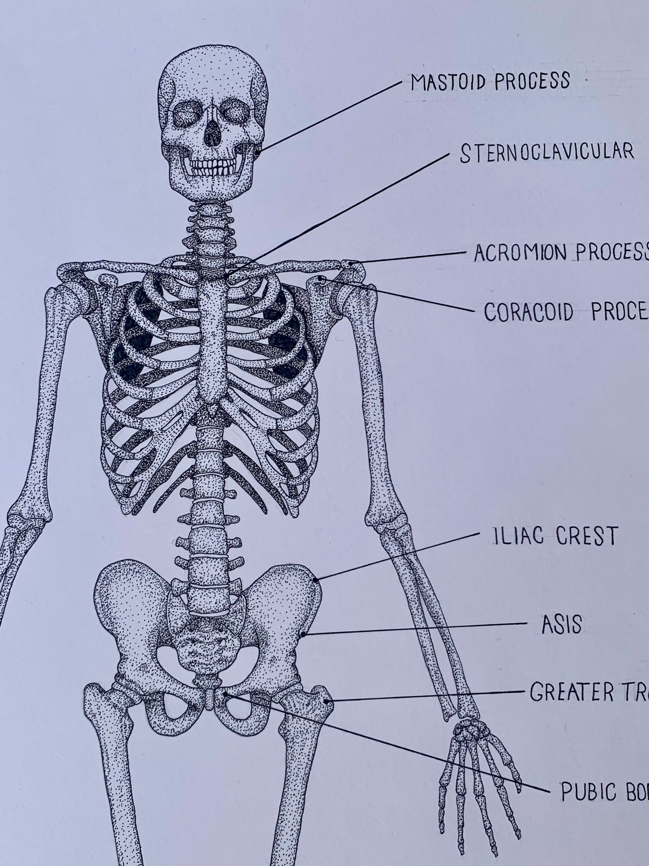 Anterior And Posterior Skeleton Labelled Human Anatomy Prints – NBKomputer