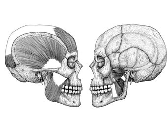 Muscoli della masticazione Umani / Stampe anatomiche / Disegni clinicamente accurati / Disegnati a mano e stampati su carta poster