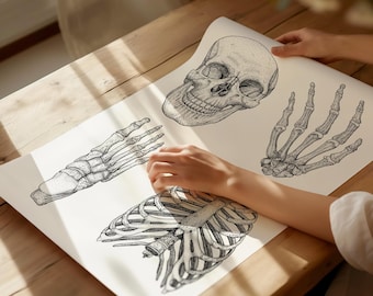 Human Anatomy Print | Skull, Hand, Ribcage and foot Illustrations | Medical Decor