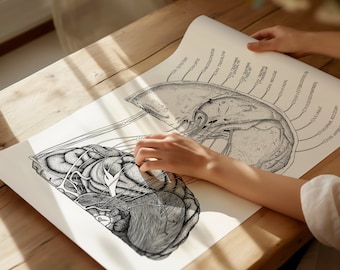 Cranial Nerves Anatomy Print | Medical Wall Art, Neurology Gift