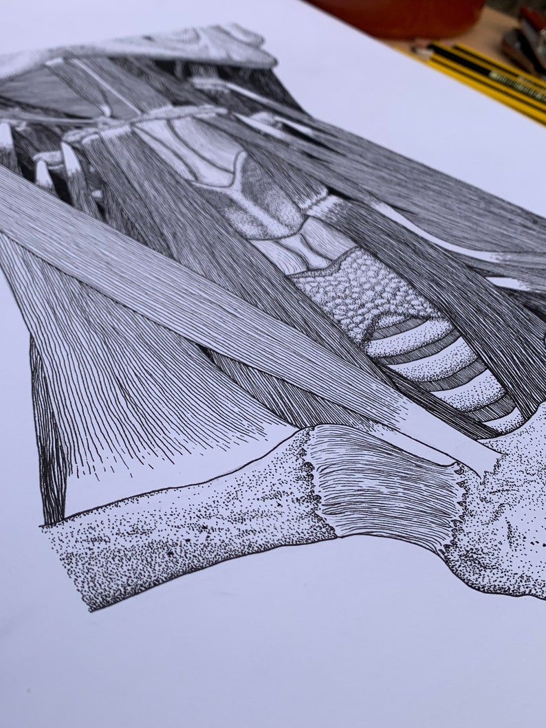 Anterior Neck Muscles Human Anatomy Prints Clinically Accurate Drawings