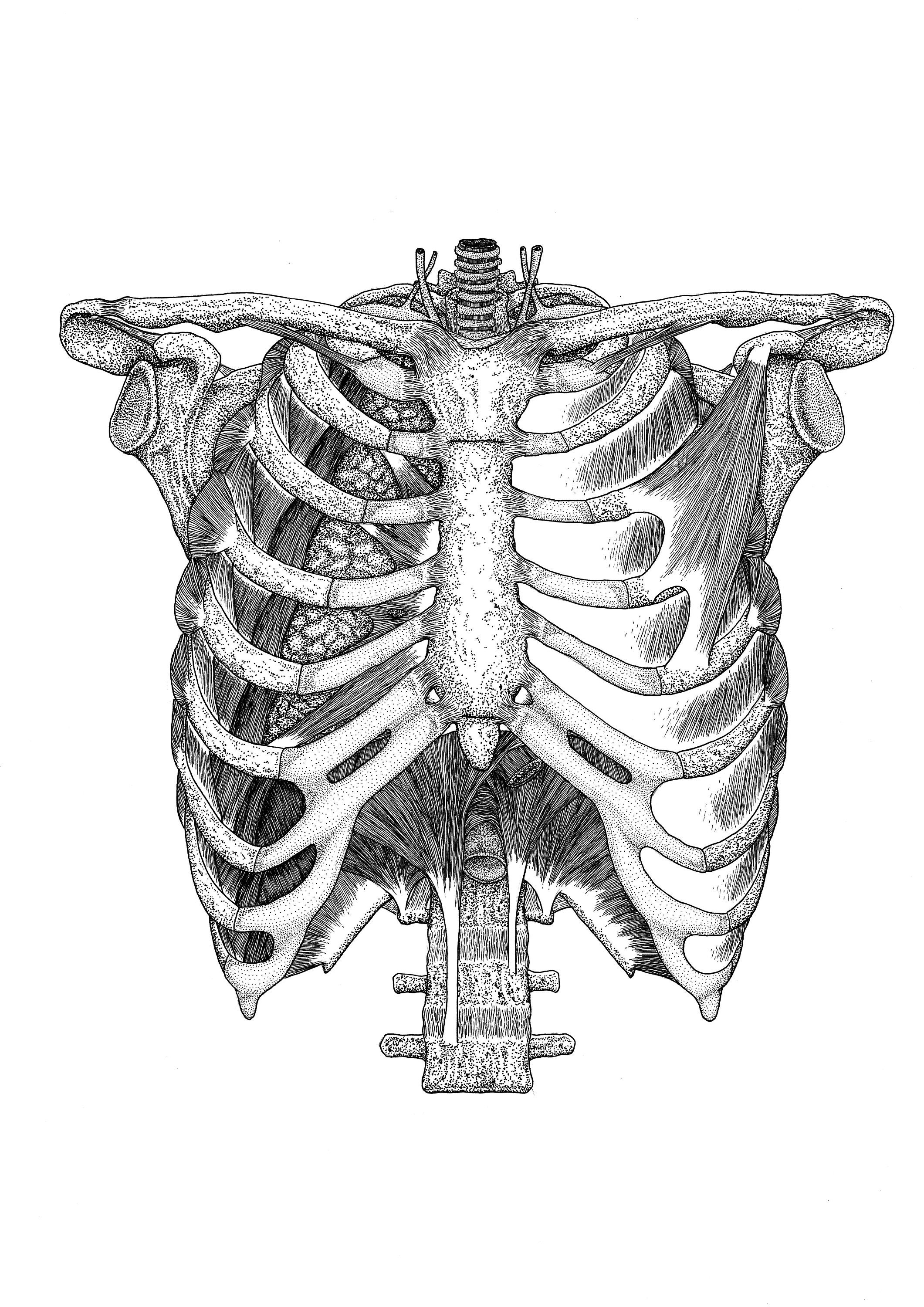 Detalles más de 59 costillas humanas dibujo mejor vietkidsiq.edu.vn