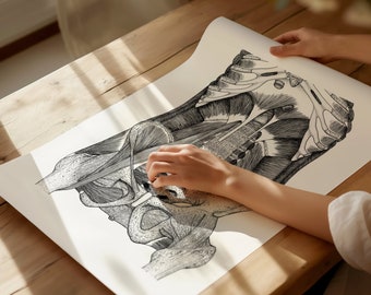 May include: A detailed black and white anatomical illustration of the human pelvis and surrounding muscles. The illustration is printed on a large sheet of white paper and is being held by a person's hand.