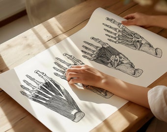 Foot Anatomy Print | Plantar Muscle Layers, Medical Wall Art for Podiarists