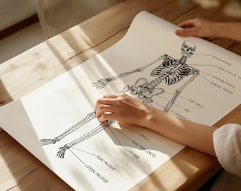 Anterior Skeleton Anatomy Print | Medical Wall Art Decor
