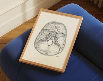 Cranial Foramina Anatomy Poster | Clinically Accurate Skull Illustration