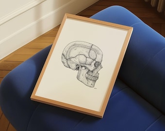 Lateral Skull Anatomy Print | Hand-Drawn Clinic Decor