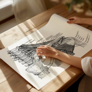 Stampa di poster sull'anatomia del plesso brachiale / Decorazione da parete per clinica / Regalo di laurea / Regalo per insegnanti / Studio dei nervi periferici su tela