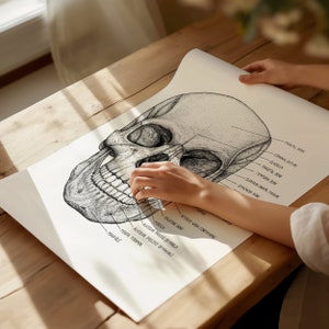 Anterior Skull Anatomy Print | Labeled Human Skull Drawing