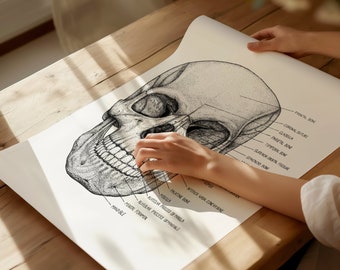 Anterior Skull Anatomy Print | Labeled Human Skull Drawing