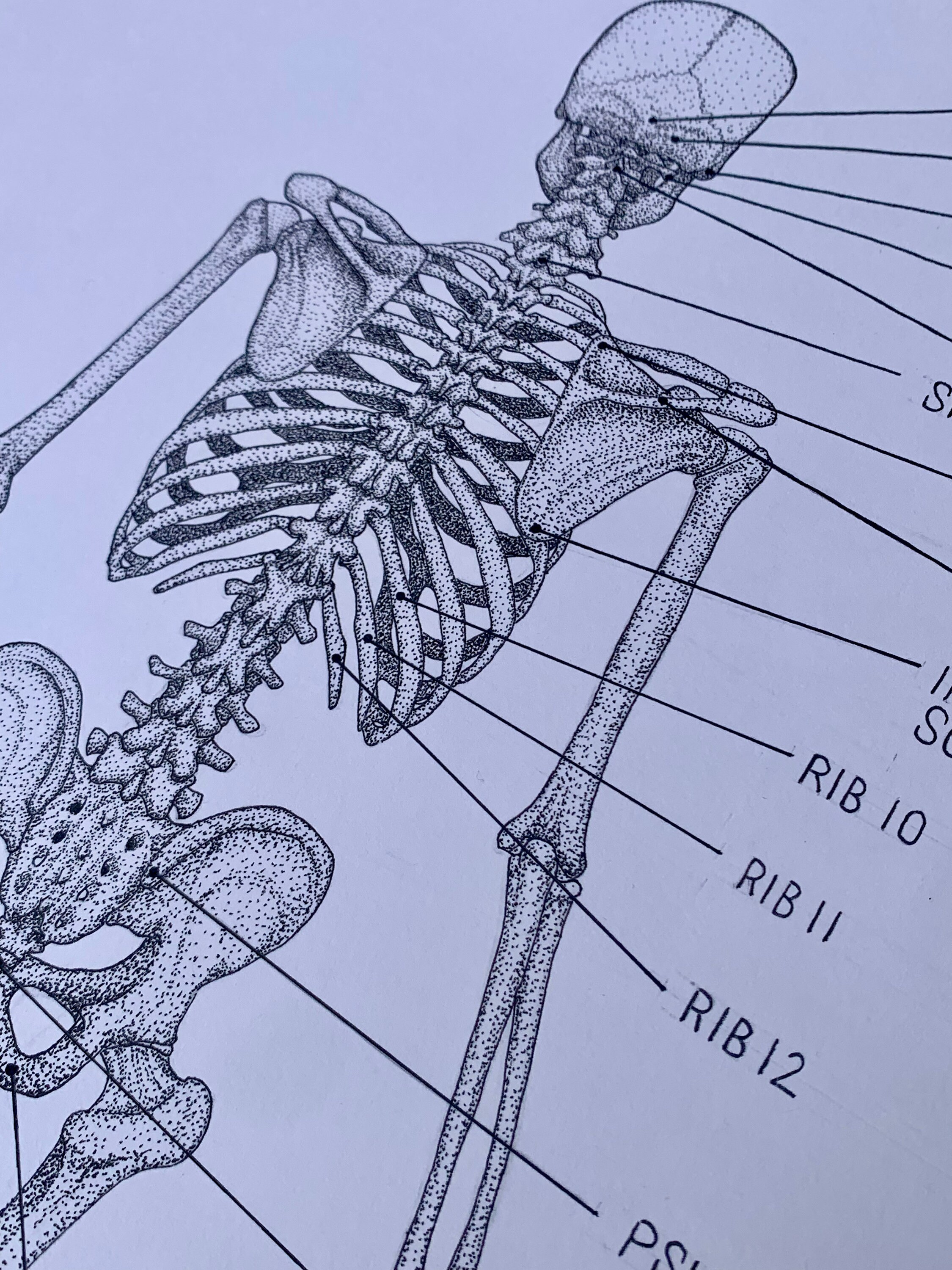 Posterior Skeleton Anatomy Poster Print Clinic Decor Wall Hangings ...