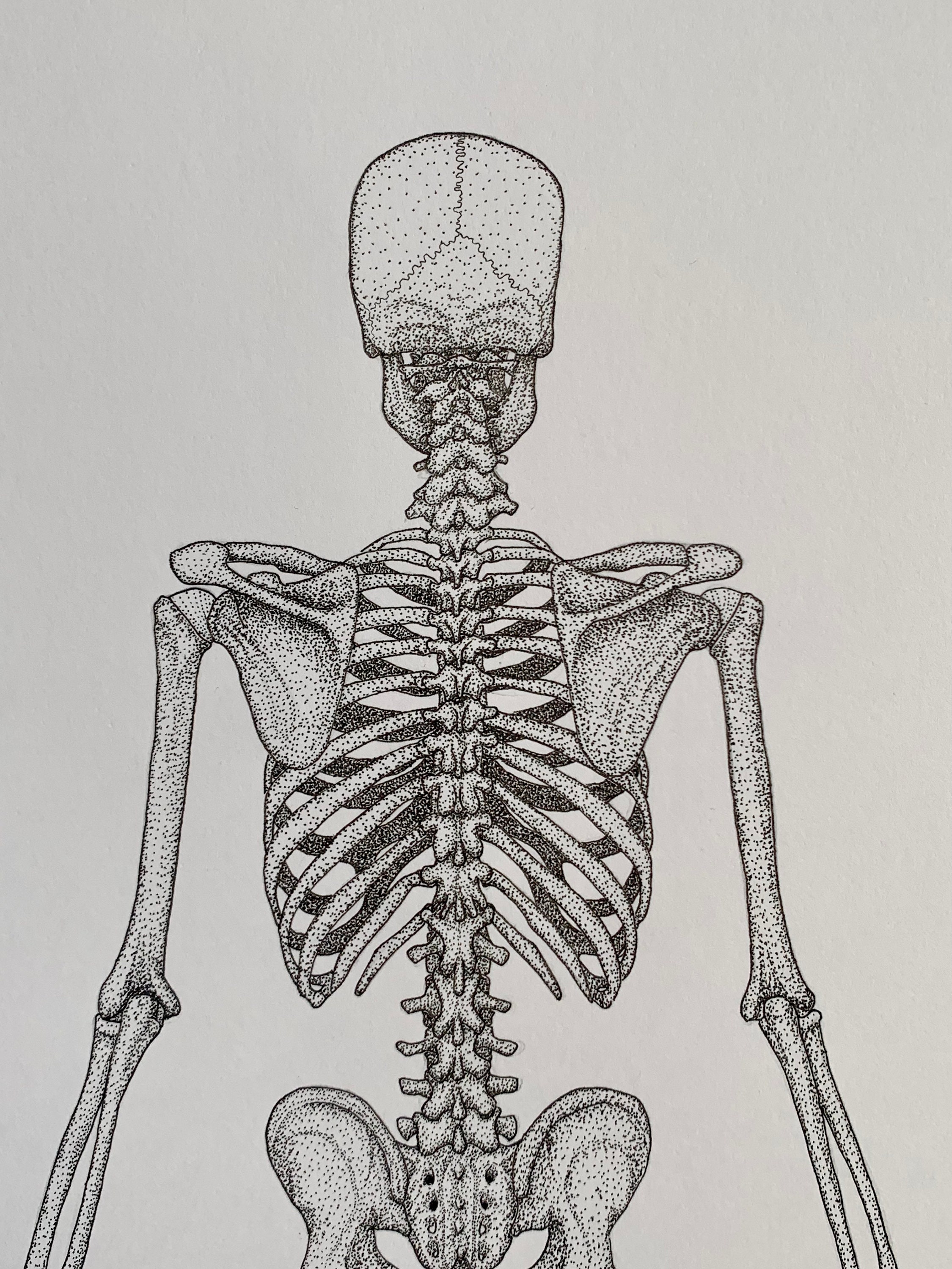 Posterior Skeleton unlabelled Human Anatomy Prints Clinical Drawings ...