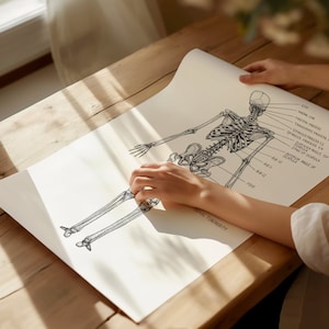 Skelet posterieure menselijke anatomie print | Medische decoratie wanddecoratie | Osteopathie cadeau | Schoolcadeau kunst aan de muur skeletdiagram