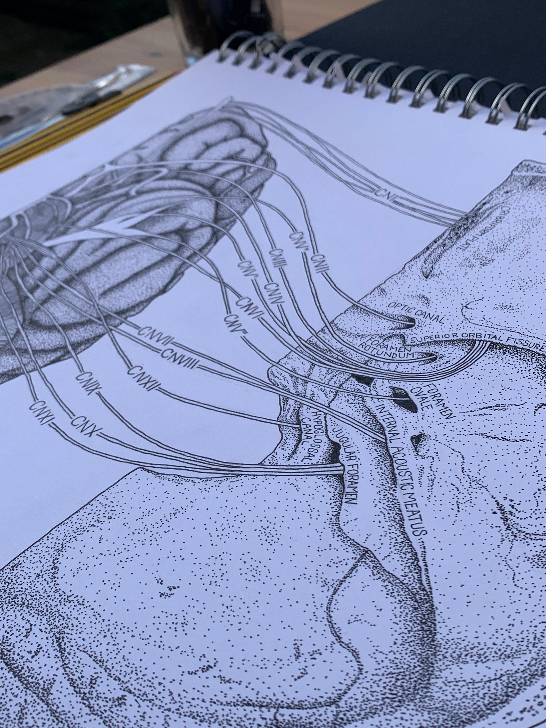 Cranial Nerves Anatomy Print | Medical Wall Art, Neurology Gift - Etsy