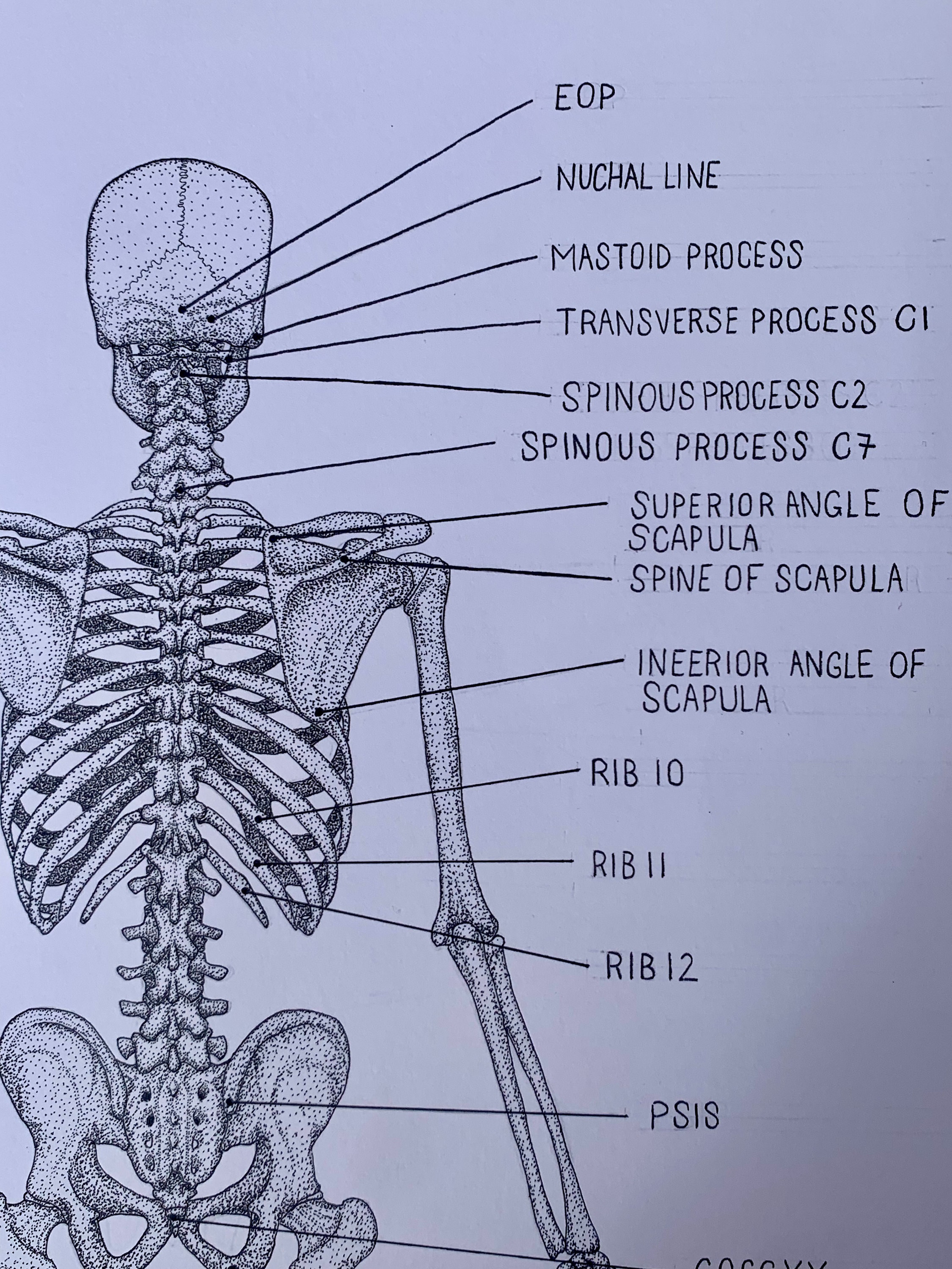 Anterior And Posterior Skeleton Labelled Human Anatomy Prints – NBKomputer