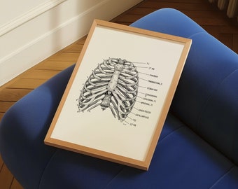 Rib Cage Anatomy Print | Medical Wall Art