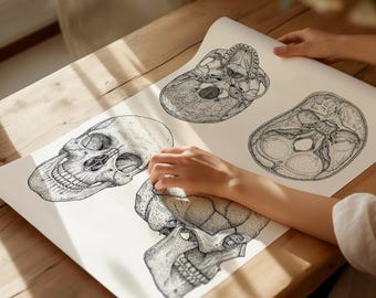 May include: A black and white illustration of four human skulls. The skulls are drawn in a detailed, anatomical style. The image is printed on white paper.