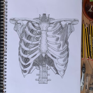 Paper Rib Cage Rib Cage Musculature Anatomy Poster Print | Clinic Decor Wall Hangings ...