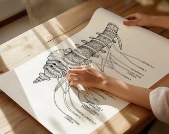 May include: A black and white anatomical illustration of the human spine and nerves. The illustration is on a white sheet of paper and a hand is pointing to the nerves.