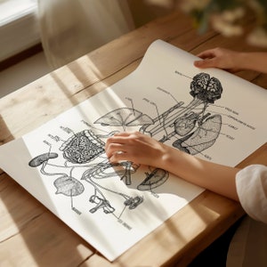 Poster con stampa sull'anatomia del nervo vago / Decorazioni da parete per clinica / Regalo per fisioterapista / Regalo per chirurgo - Immagini da parete - Sistema nervoso - Neurologia