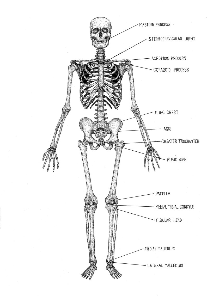 Anterior Skeleton unlabelled Human Anatomy Prints Clinically Accurate Drawings Hand Drawn and ...