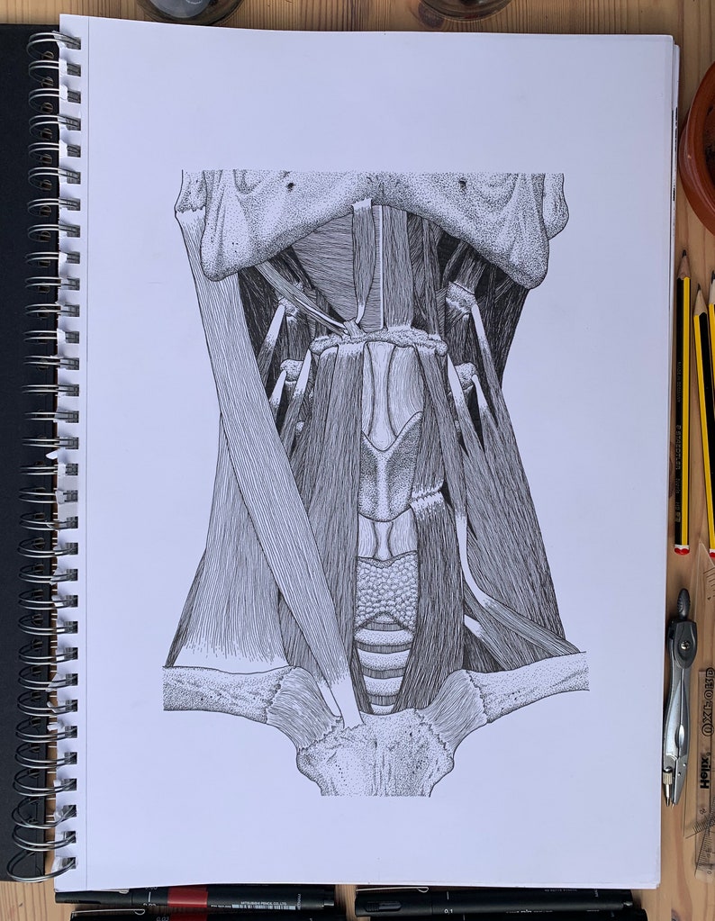Anterior Neck Muscles Human Anatomy Prints Clinically Accurate Drawings