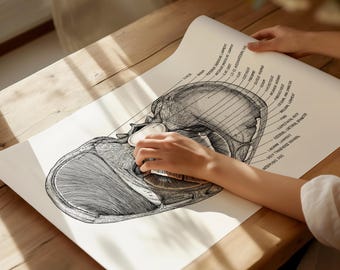 Professional Pelvic Floor Anatomy Print — Clinically Accurate, Hand‑Drawn and Perfect for Pelvic Health Specialists