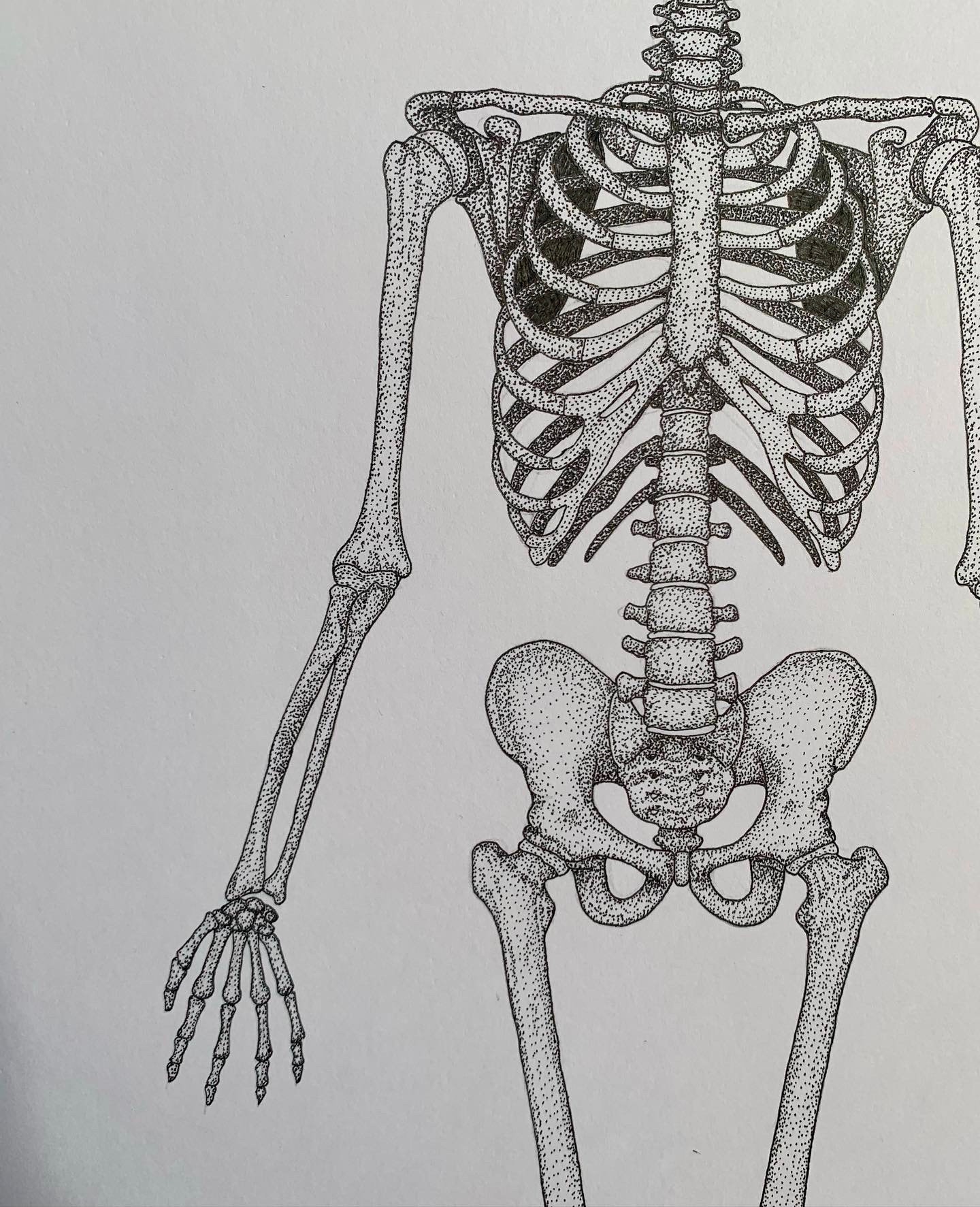 Skeleton Imageprint Skeleton Human Anatomy Print | Medical Decoration Wall Decor | Nursing ...