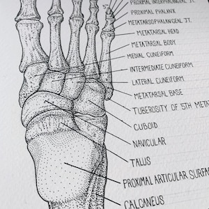 Bones of the Foot Human Anatomy Print | Medical Decoration Wall Decor ...