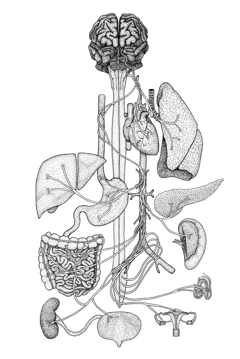 Vagus Nerve unlabelled Human Anatomy Prints Clinically Etsy