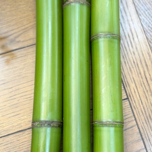 2” Fresh Cut Natural Bamboo For Decor (You Choose Length) 1ft - 8ft