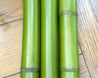 2” Fresh Cut Natural Green Bamboo For Decor (You Choose Length) 1ft - 8ft