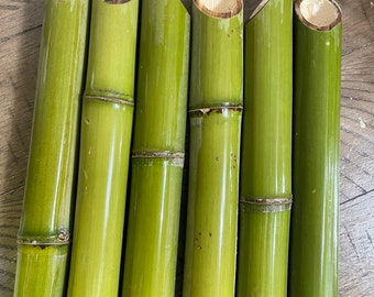 2” Fresh Cut Green Bamboo Pole: Natural Decor, 45 Degree Angle Cut